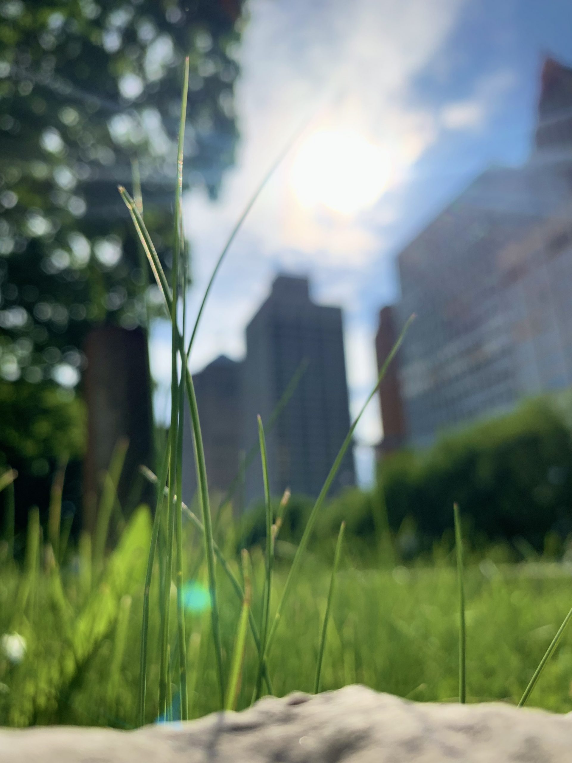 Several green blades of grass fill the frame, with Detroit skyscrapers behind.